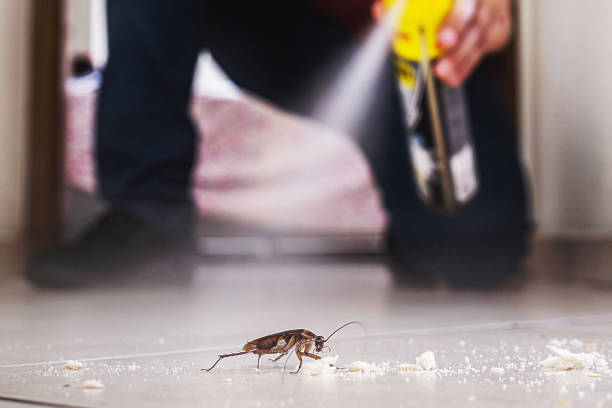 Reliable Abilene, TX Pest Control Solutions